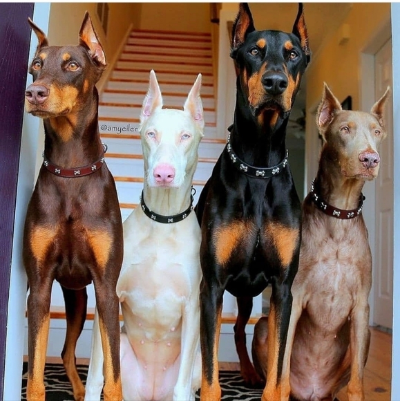 Doberman Other - LIVE SHOW